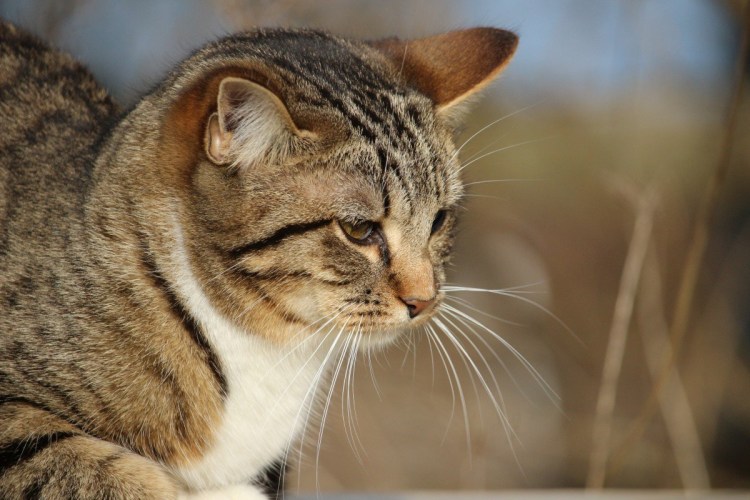 Европейская короткошерстная кошка