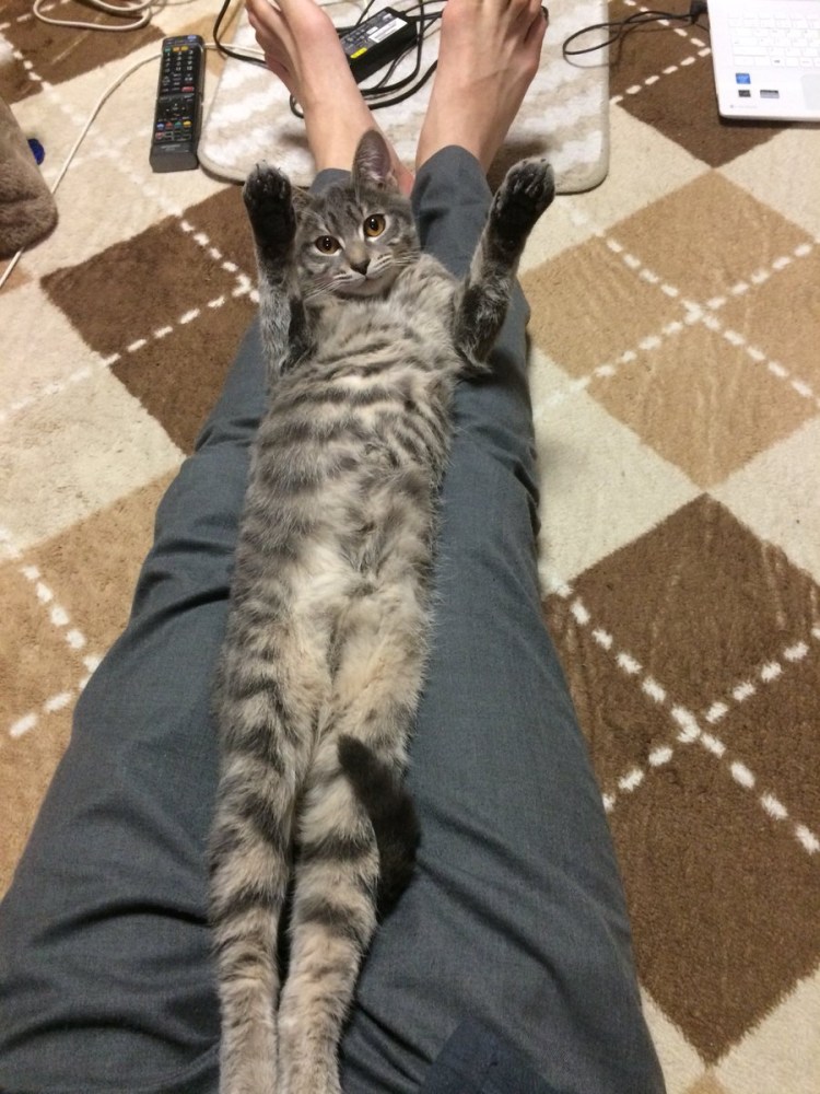 Длинная кошка