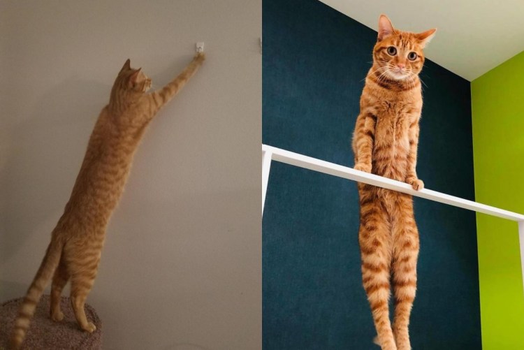 Кот совершенство