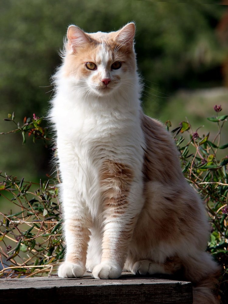 Нихуя себе ебануться кот