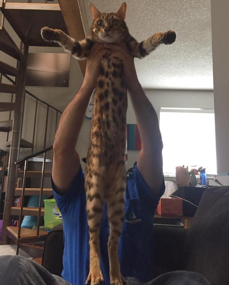 Длинная кошка