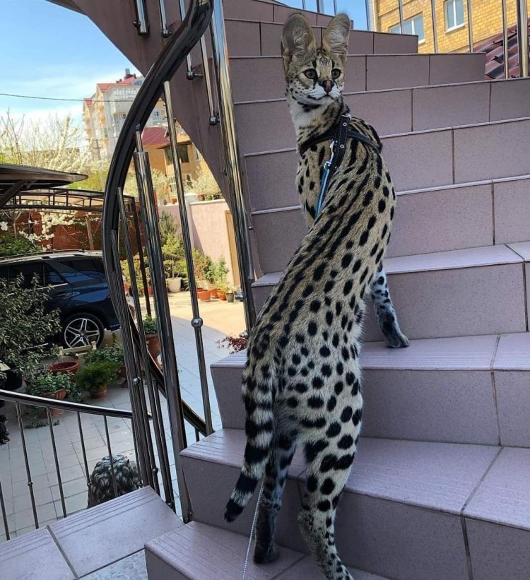 Петерболд кошка