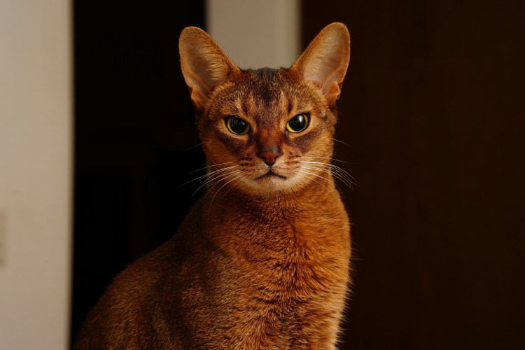 Самая длинная кошка в мире