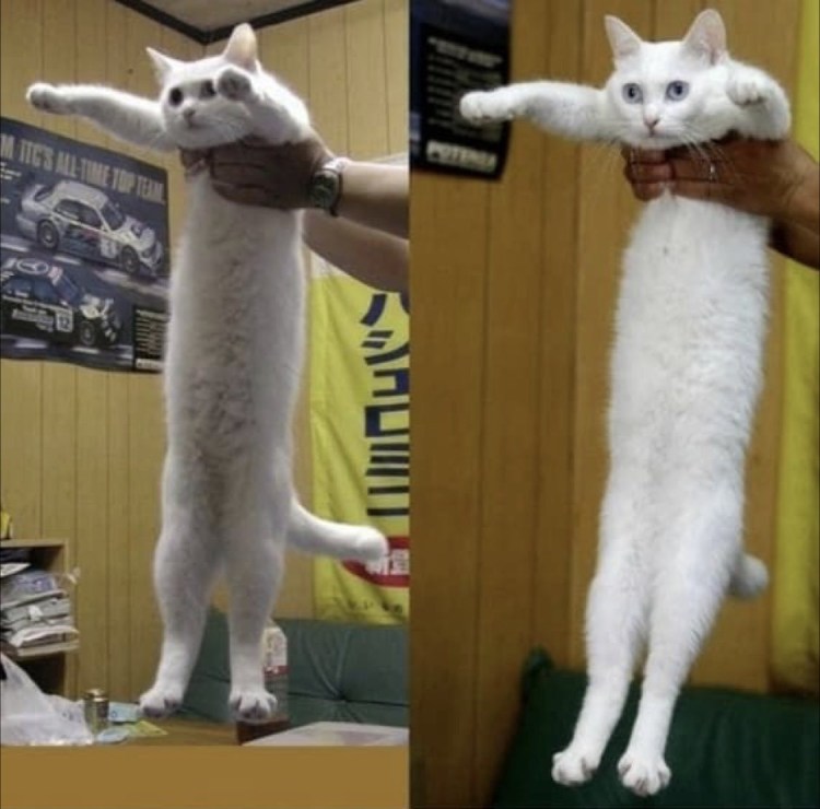 Бежевый длинный кот