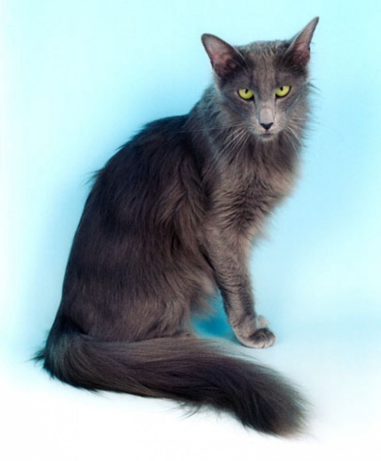 Корниш рекс кошка