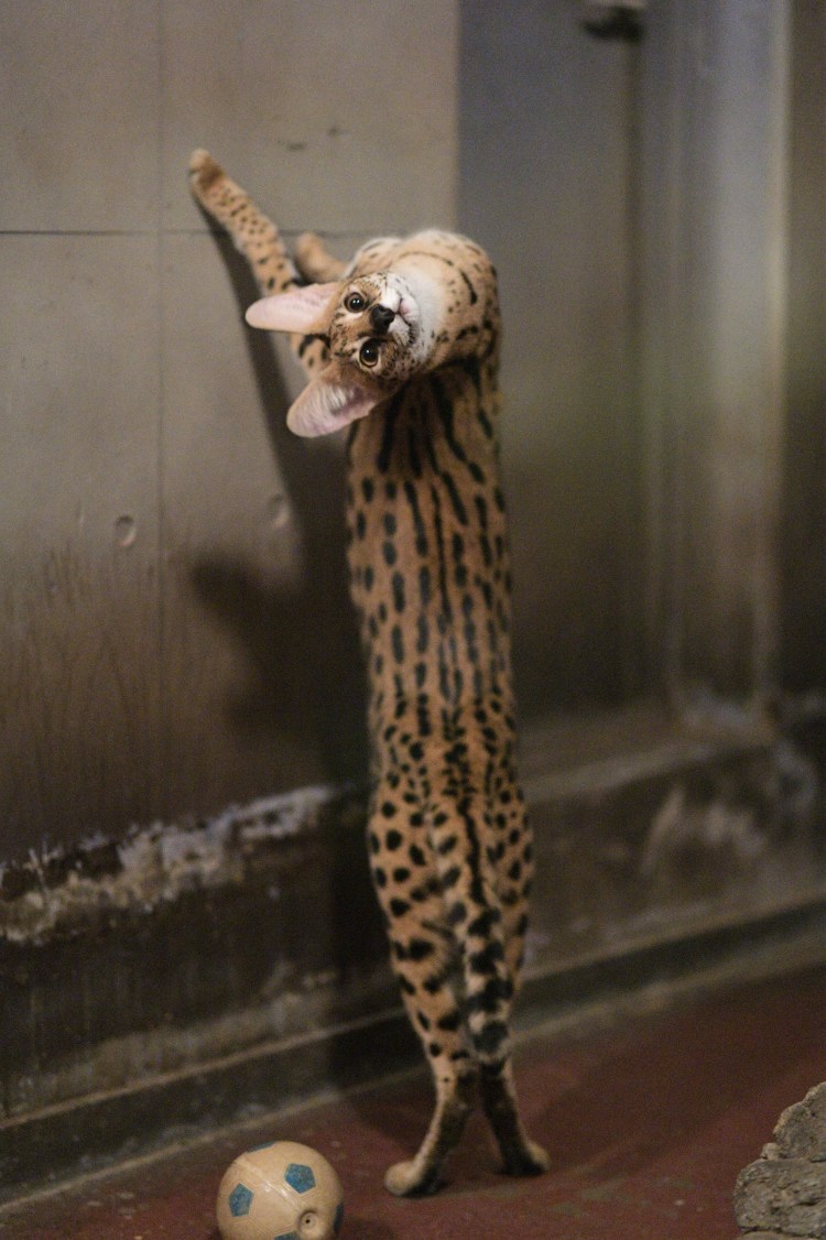 Длинная кошка