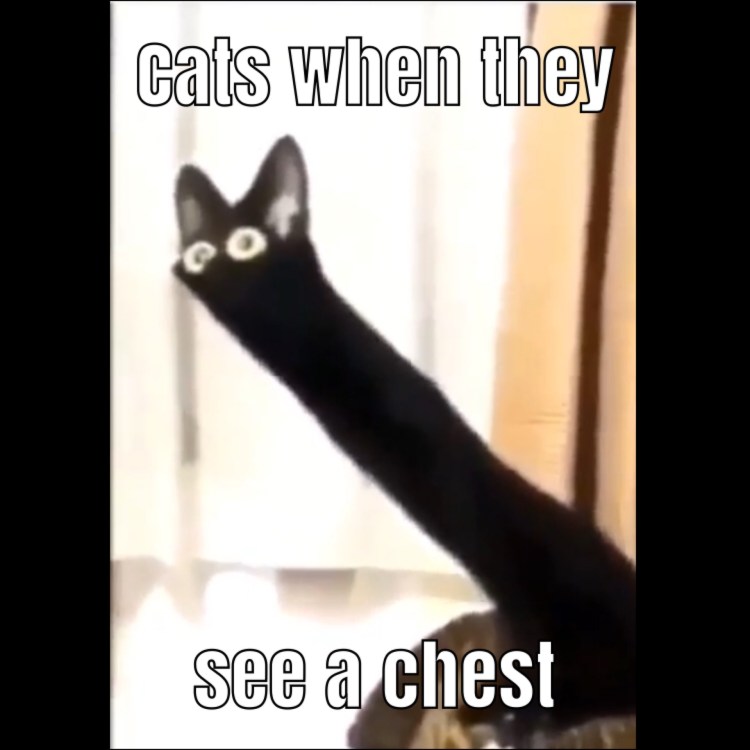 Вытянутый кот