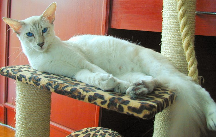Яванез кошка