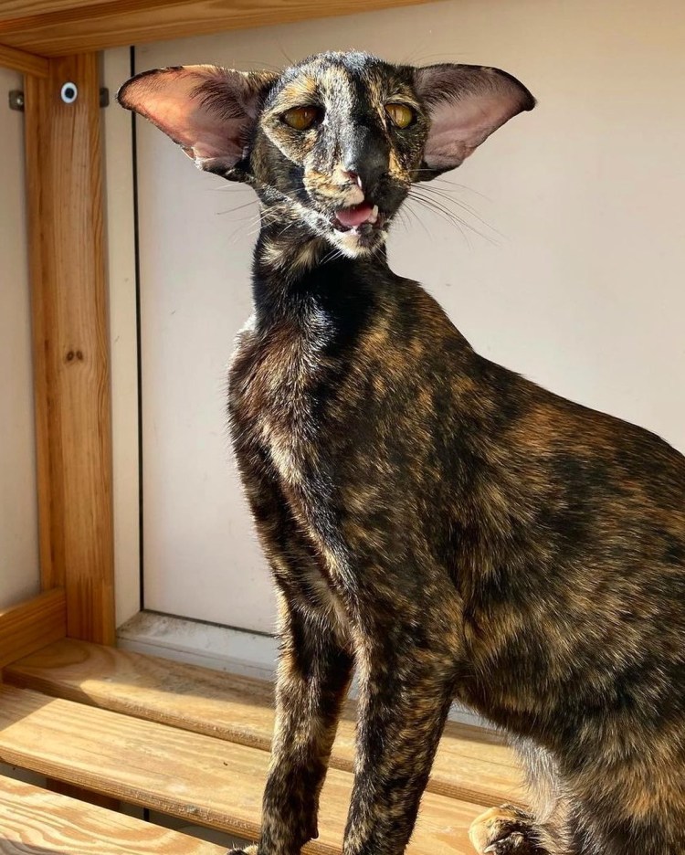 Породистые кошки