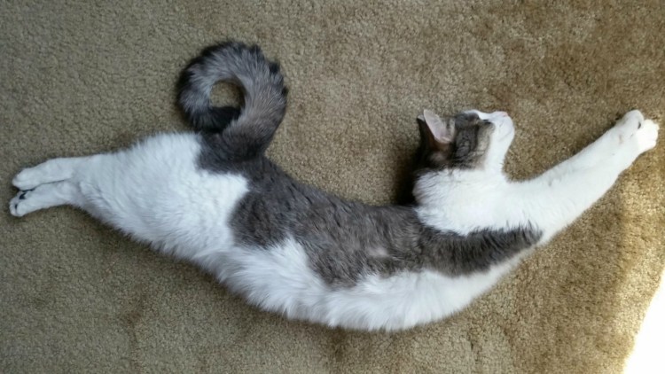 Кошки сфинксы Бамбино