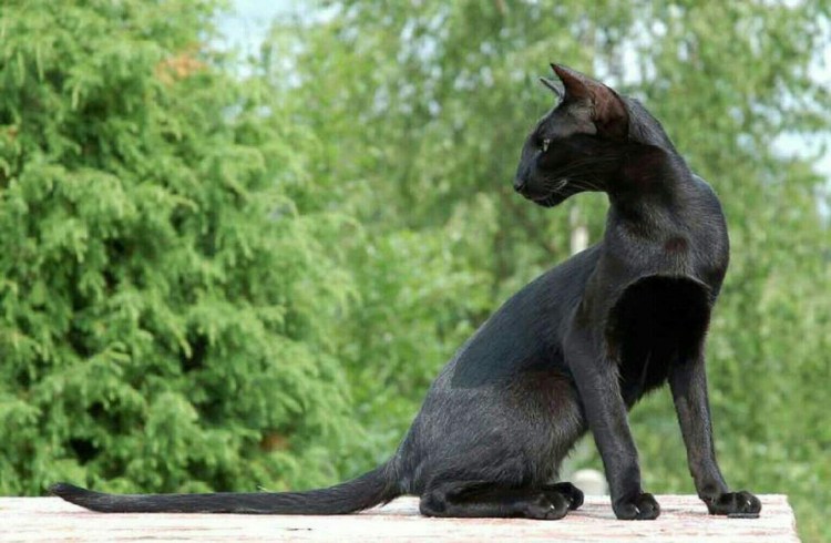 Длинный кот