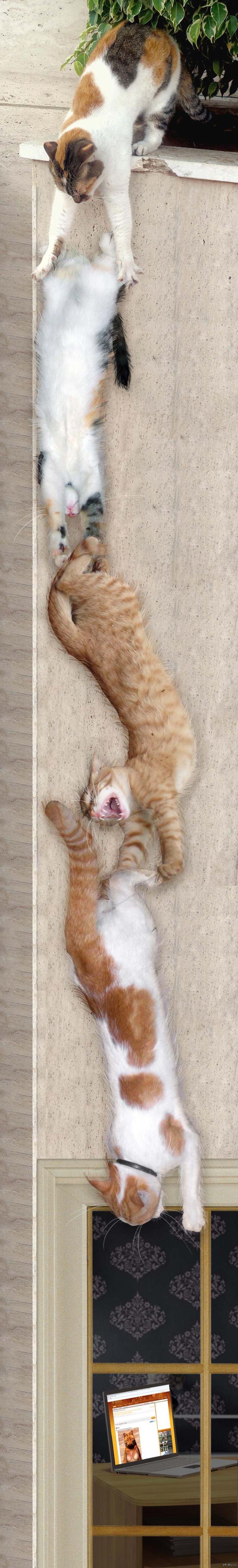 Кот Ориентал
