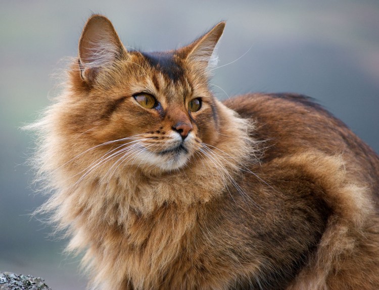 Американская короткошерстная кошка черная