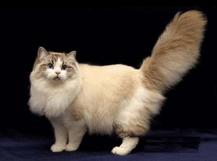 Русская голубая кошка