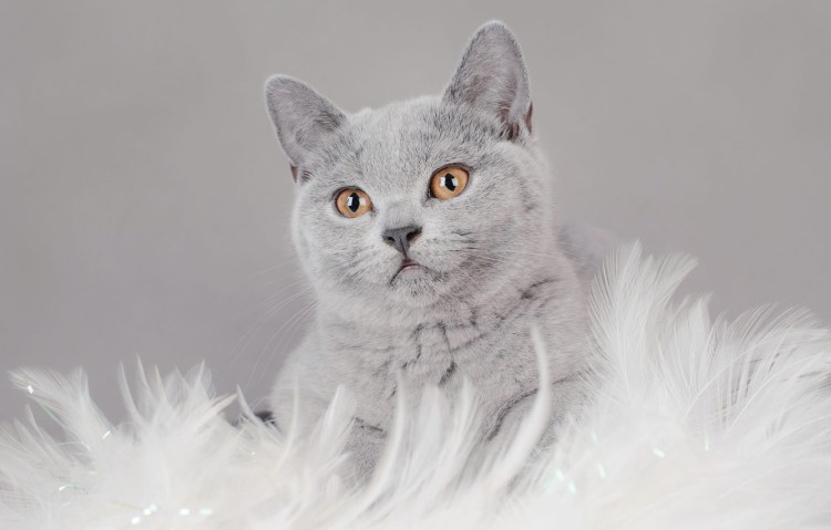 Кошки породы Норвежская Лесная