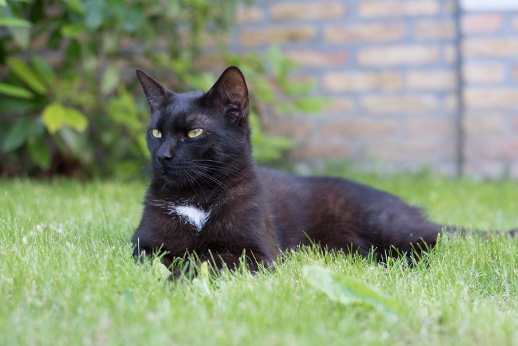 Сиамская кошка черная