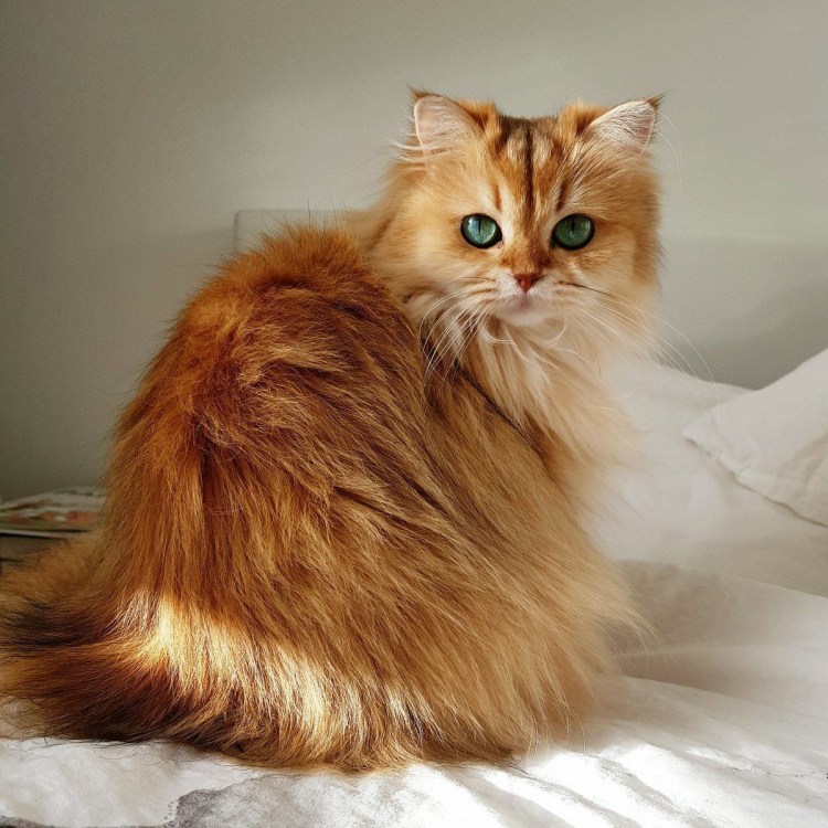 Сомалийская кошка длинношерстная