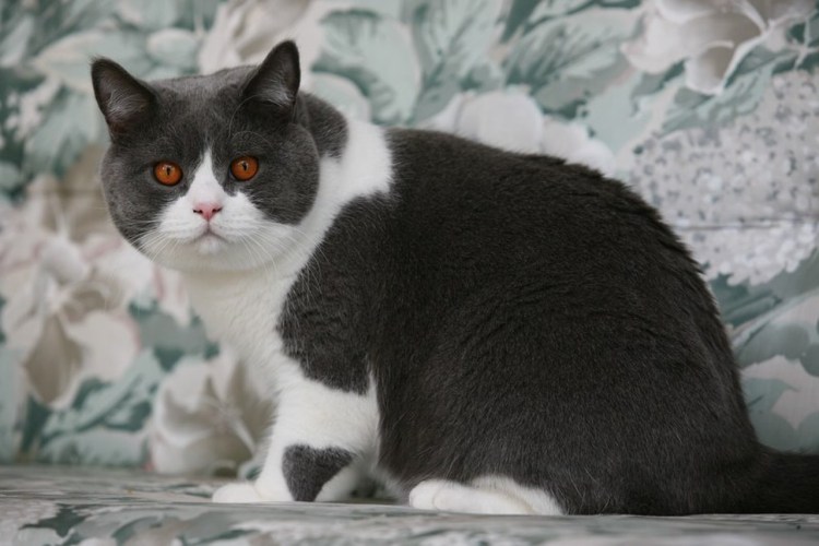 Сомали кошка голубая