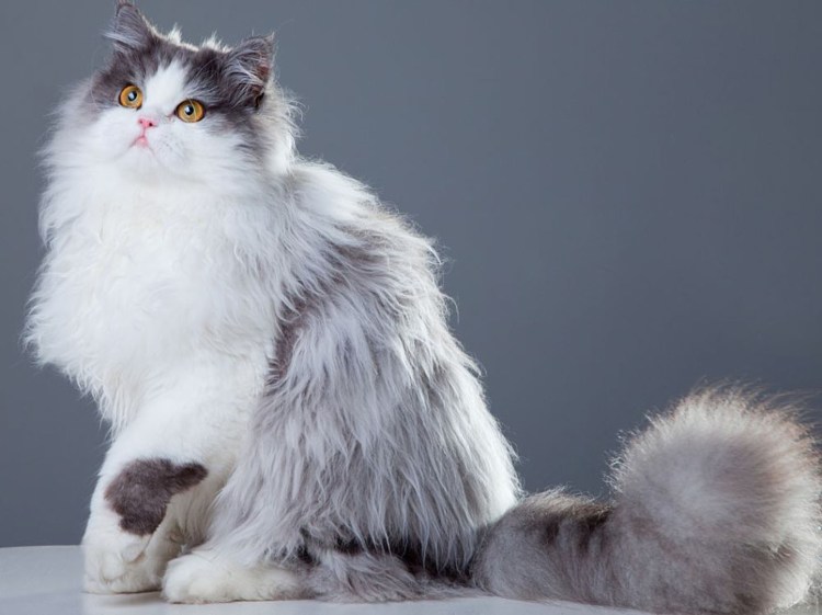 Сомалийская кошка бурая