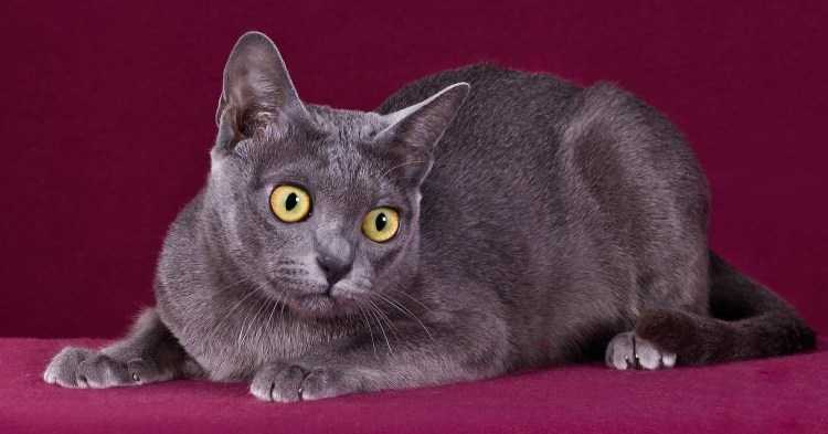 Корат кошка черная