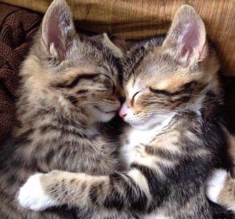 Котята любовь
