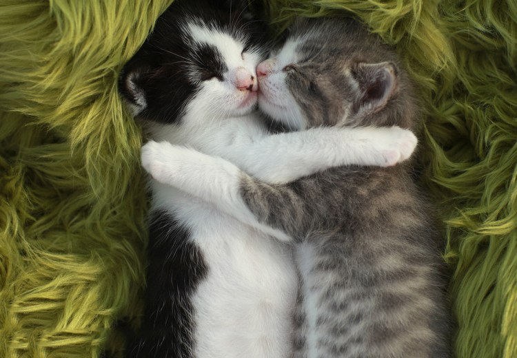 Котики обнимаются