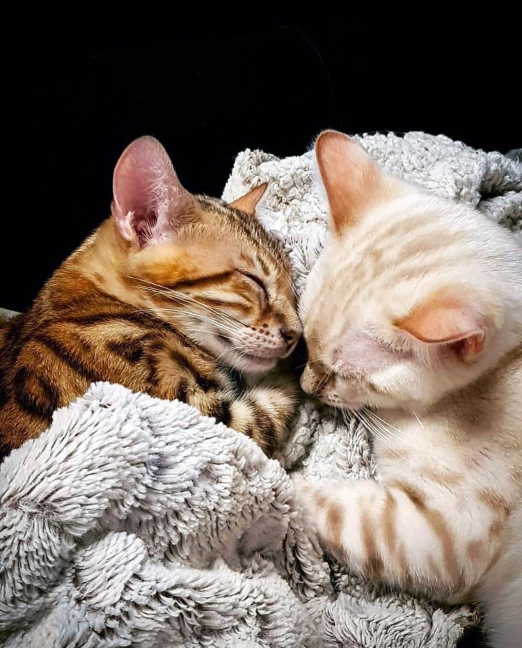 Милые котики обнимаются