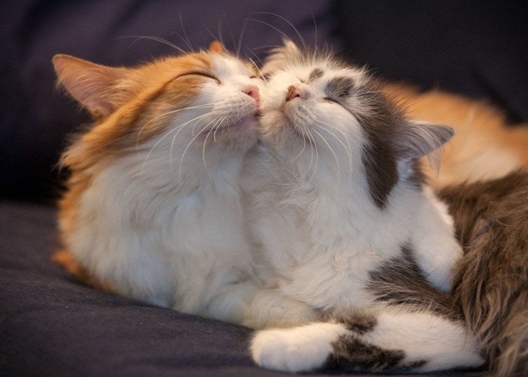 Котик обнимает