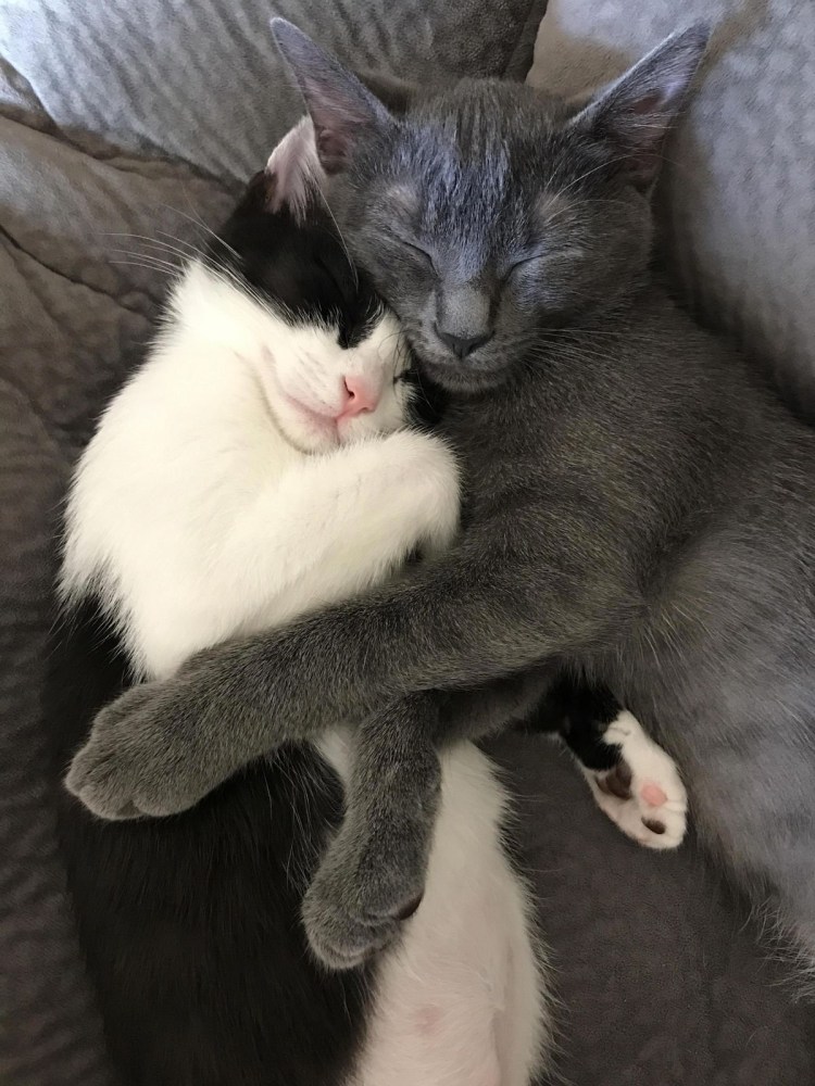 Кошки обнимашки