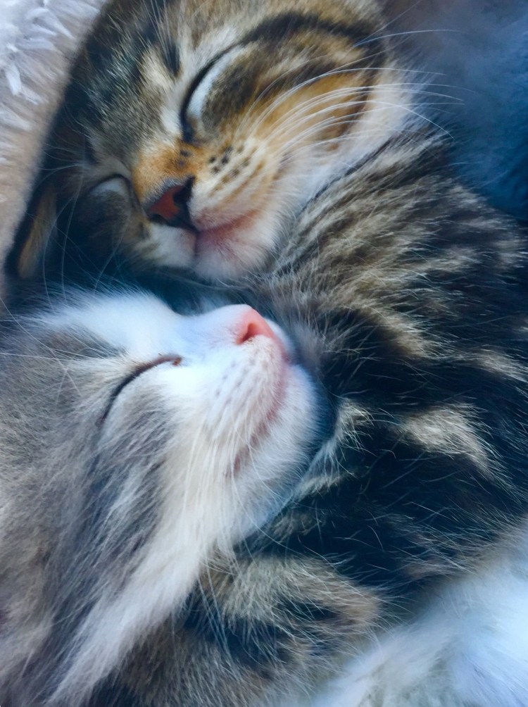 Котики обнимаются