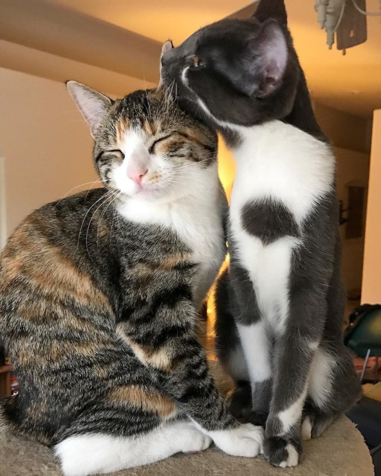 Кошечка ласкается