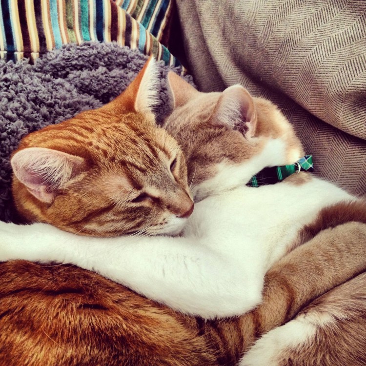 Влюбленные котики