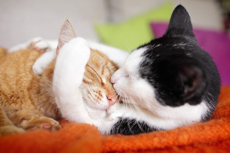 Влюбленные котики