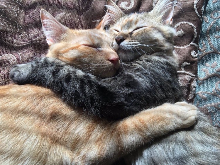 Котенок спит