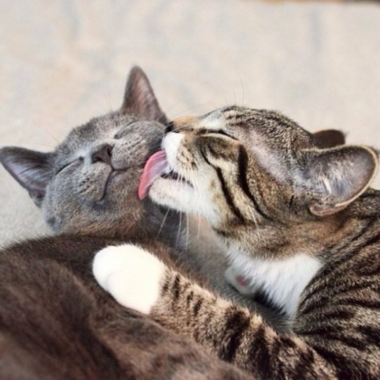 Кошки обнимашки