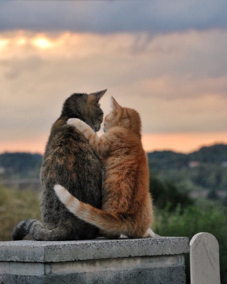 Котики обнимашки
