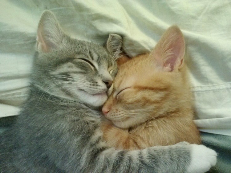 Влюбленные котики