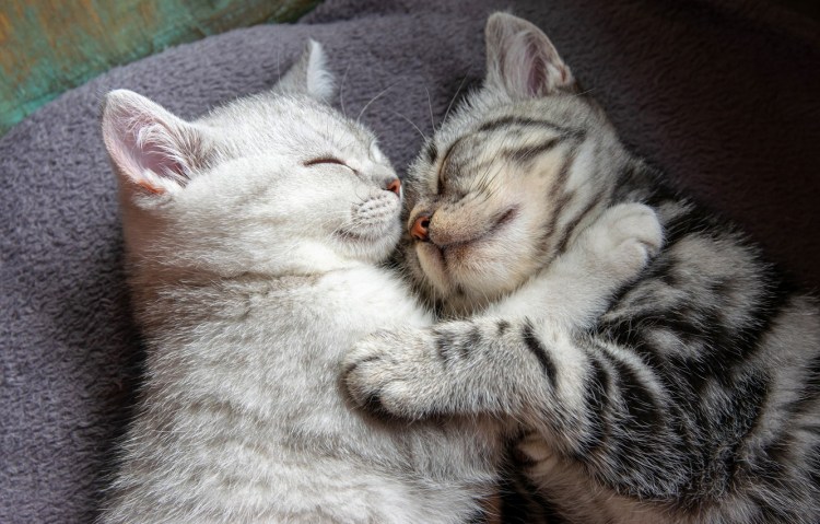 Котята обнимаются