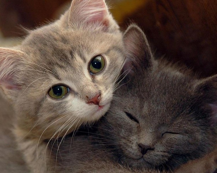 Котики обнимашки