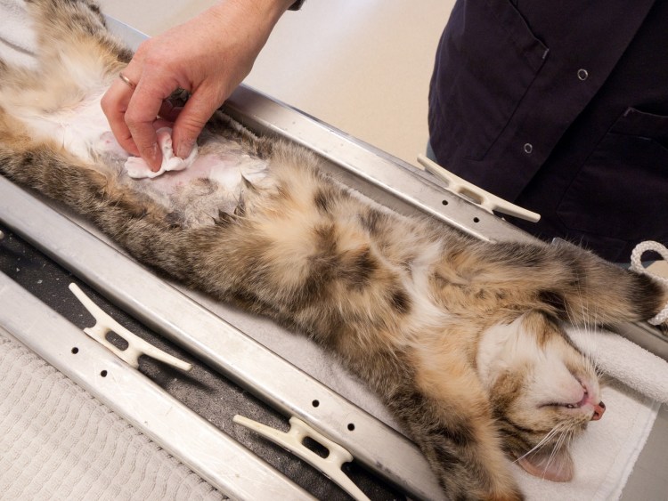 Кастрация кота крипторха