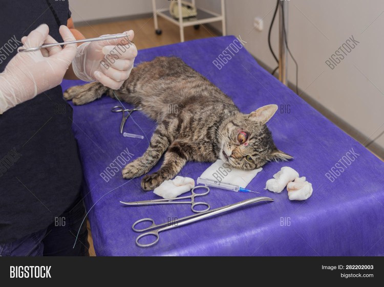 Стерилизация кошки проколом