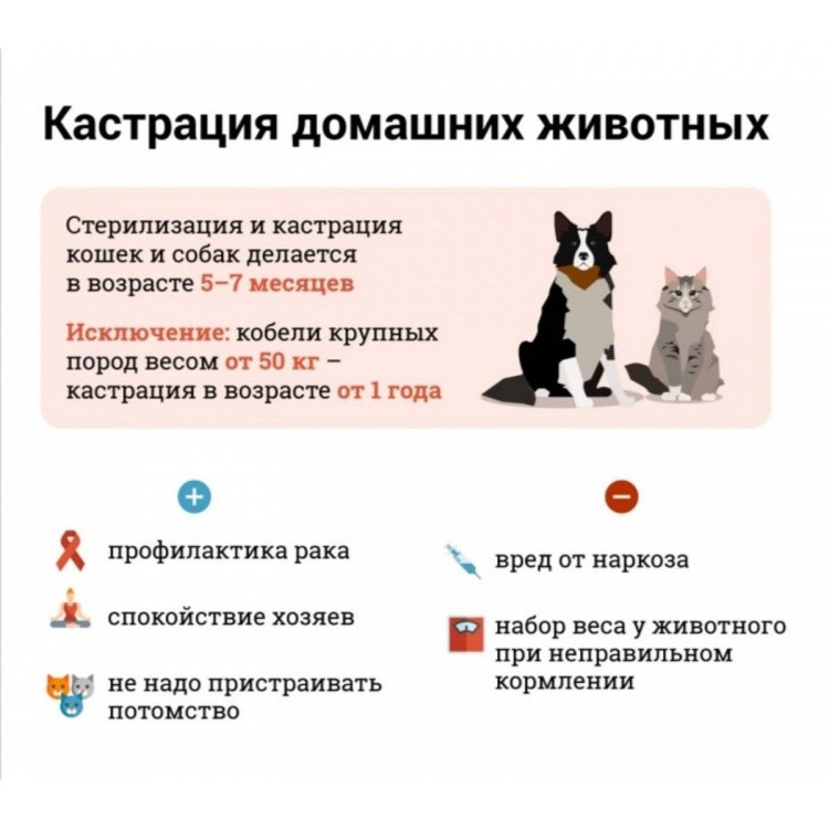 Стерилизация лазером кошки