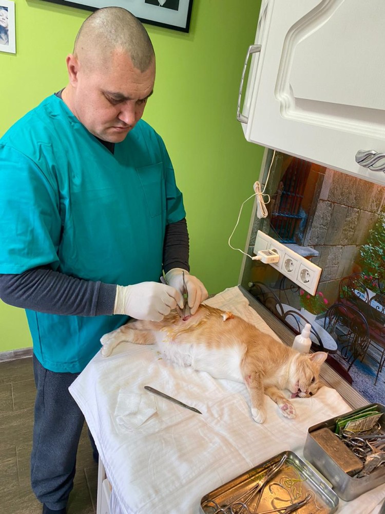Кастрация котов на дому
