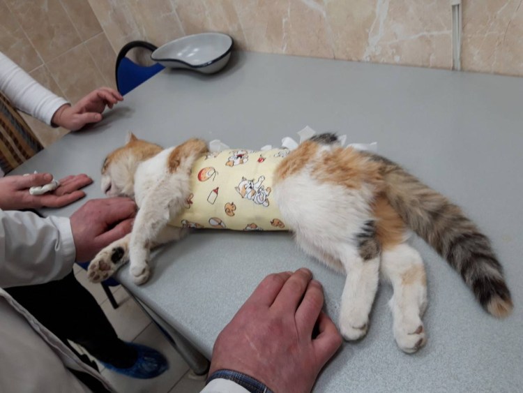 Операция по стерилизации кошки