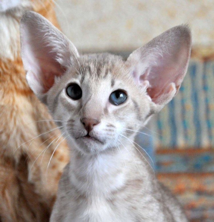 Яванез кошка