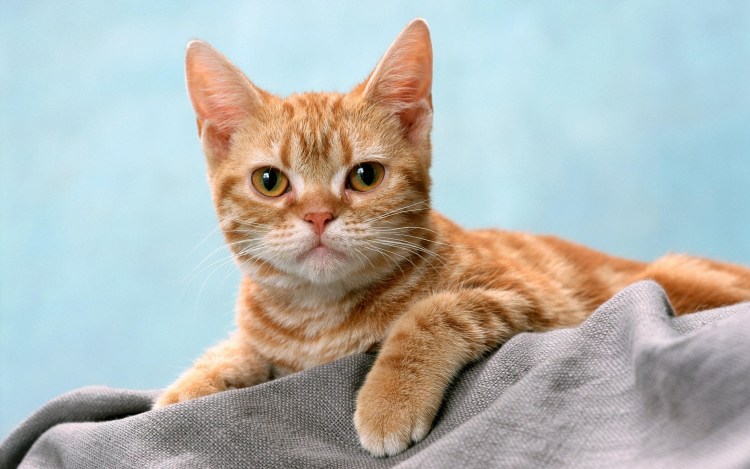 Шотландская скоттиш страйт кошка