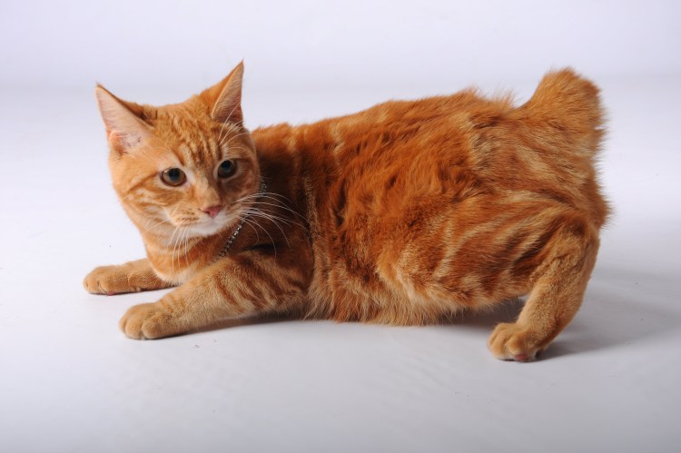Европейский короткошерстный кот рыжий