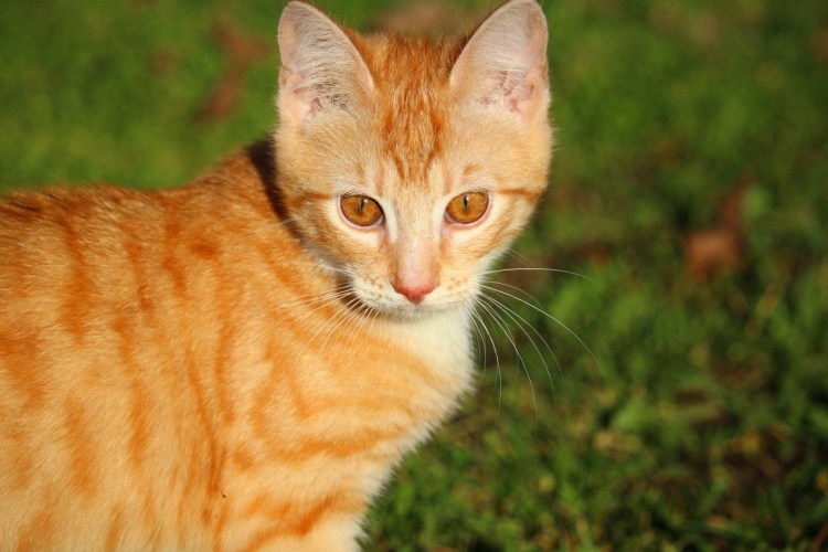 Амереканская короткошёрстная кошка
