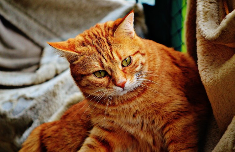 Европейский короткошерстный кот рыжий