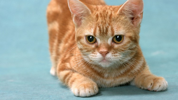 Британец кот рыжий гладкошерстный